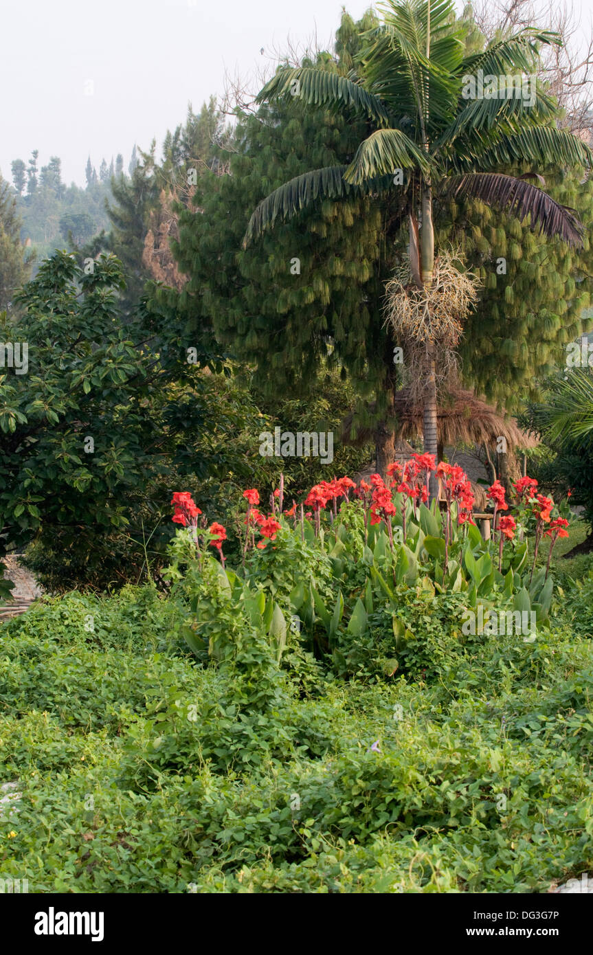 Rote Schwertlilien mit Palm und Mango Baum im Hintergrund Paradise Malahide Lake Kivu Gisenyi Ruanda Zentralafrika Stockfoto