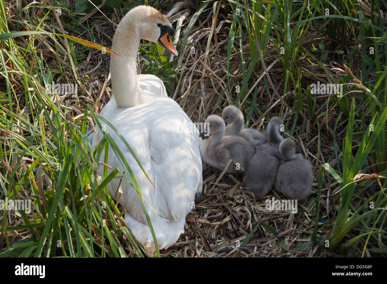 Höckerschwäne (Cygnus Olor). Erwachsenes Weibchen oder Stift mit vier acht Tage alten Cygnets. Auf Bankside ein Broadland Entwässerung Deich. Stockfoto