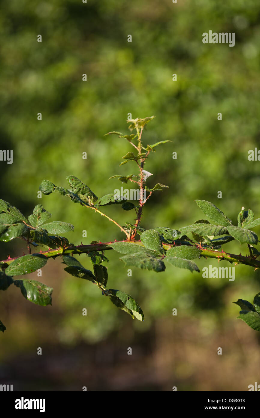Brombeere (Rubus Fruticosus). Abschnitt eines Ast oder Stamm, mit Haken förmigen Stacheln, über einen Fußweg zu erreichen. Norfolk. Stockfoto