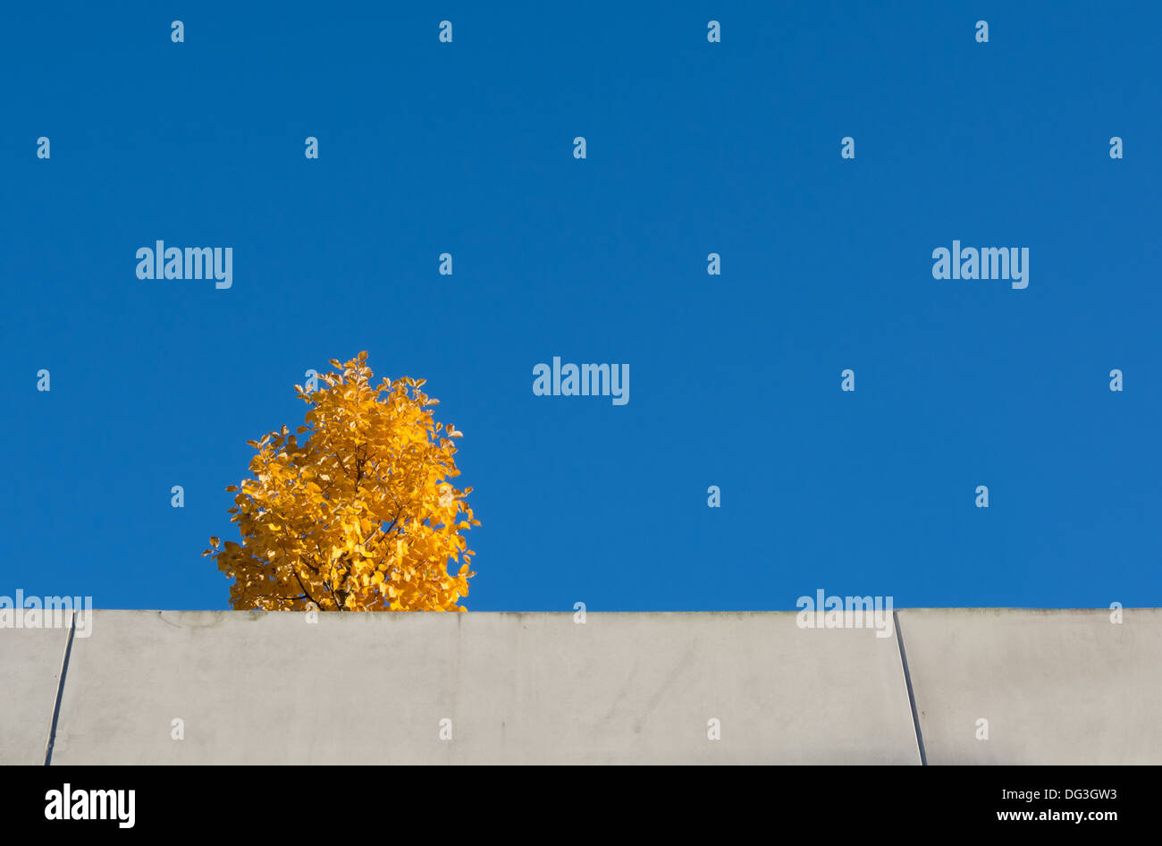 Gelbe Baum gegen blauen Himmel auf einem Parkhaus in Vallingby, 1950er Jahre Vorort von Stockholm, Schweden. Stockfoto