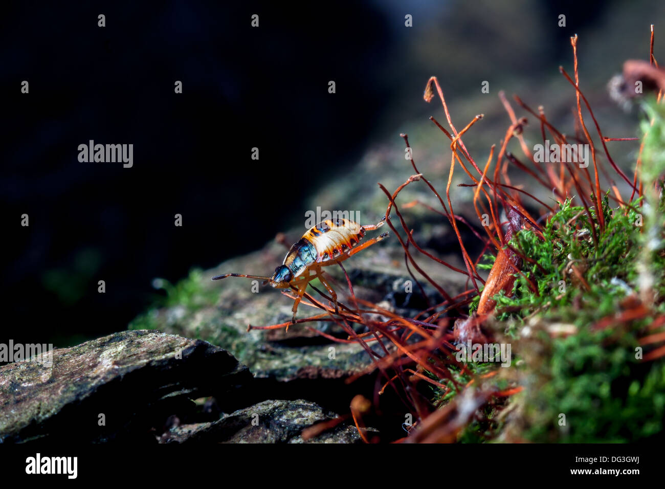 kleine Käfer - Makro-Fotos von Moos Stockfoto