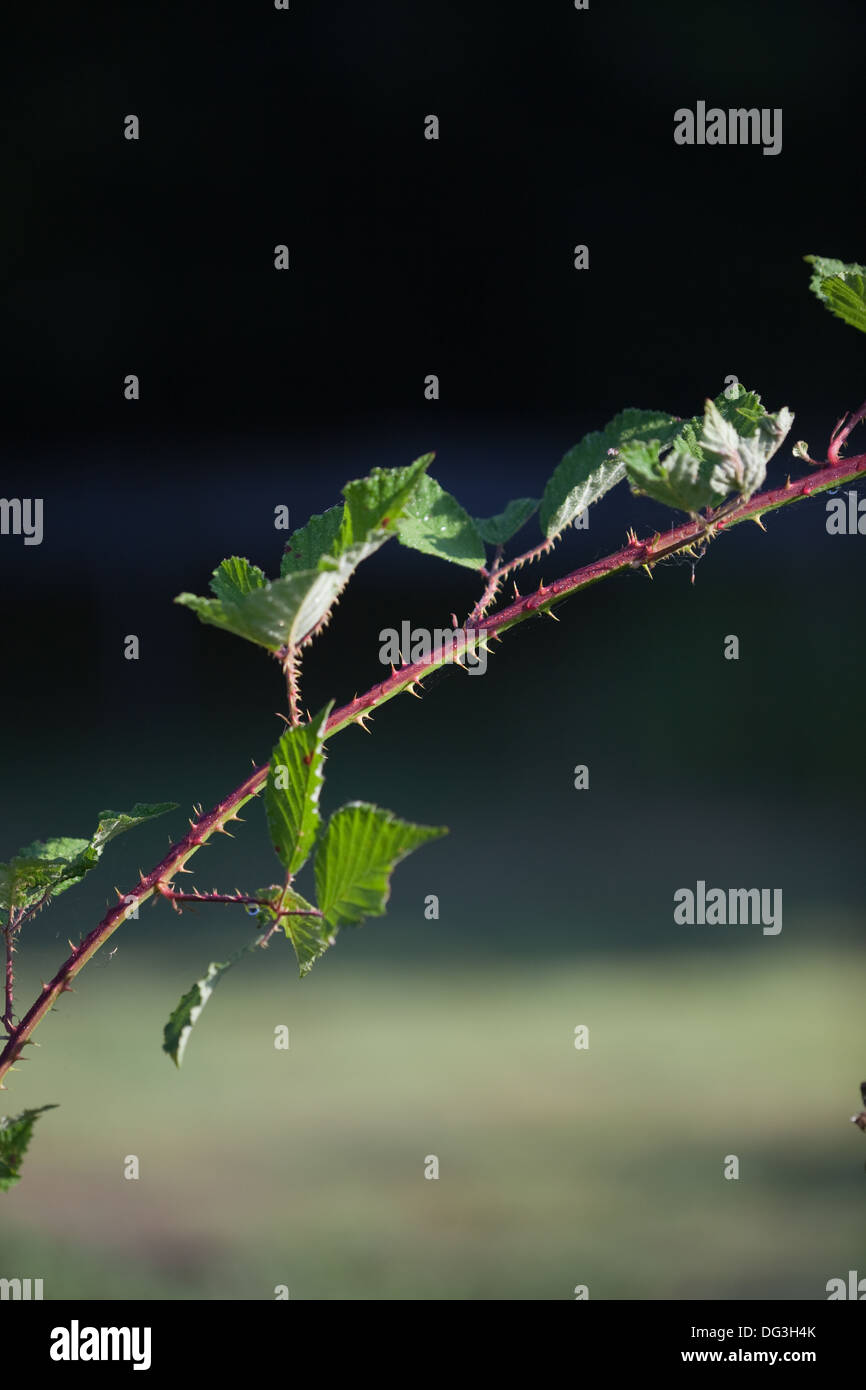 BlackBerry oder Brombeere (Rubus Fruticosus). Neue kräftiger wuchs, die für die Verzweigung und Verwurzelung, bilden neue Anlage ermöglicht. Stockfoto