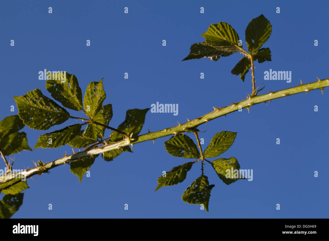 BlackBerry oder Brombeere (Rubus Fruticosus). Neue kräftiger wuchs, die für die Verzweigung und Verwurzelung, bilden neue Anlage ermöglicht. Stockfoto