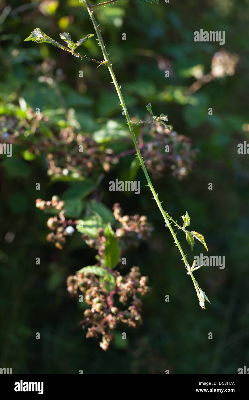 BlackBerry oder Brombeere (Rubus Fruticosus). Neue kräftiger wuchs, die für die Verzweigung und Verwurzelung, bilden neue Anlage ermöglicht. Stockfoto