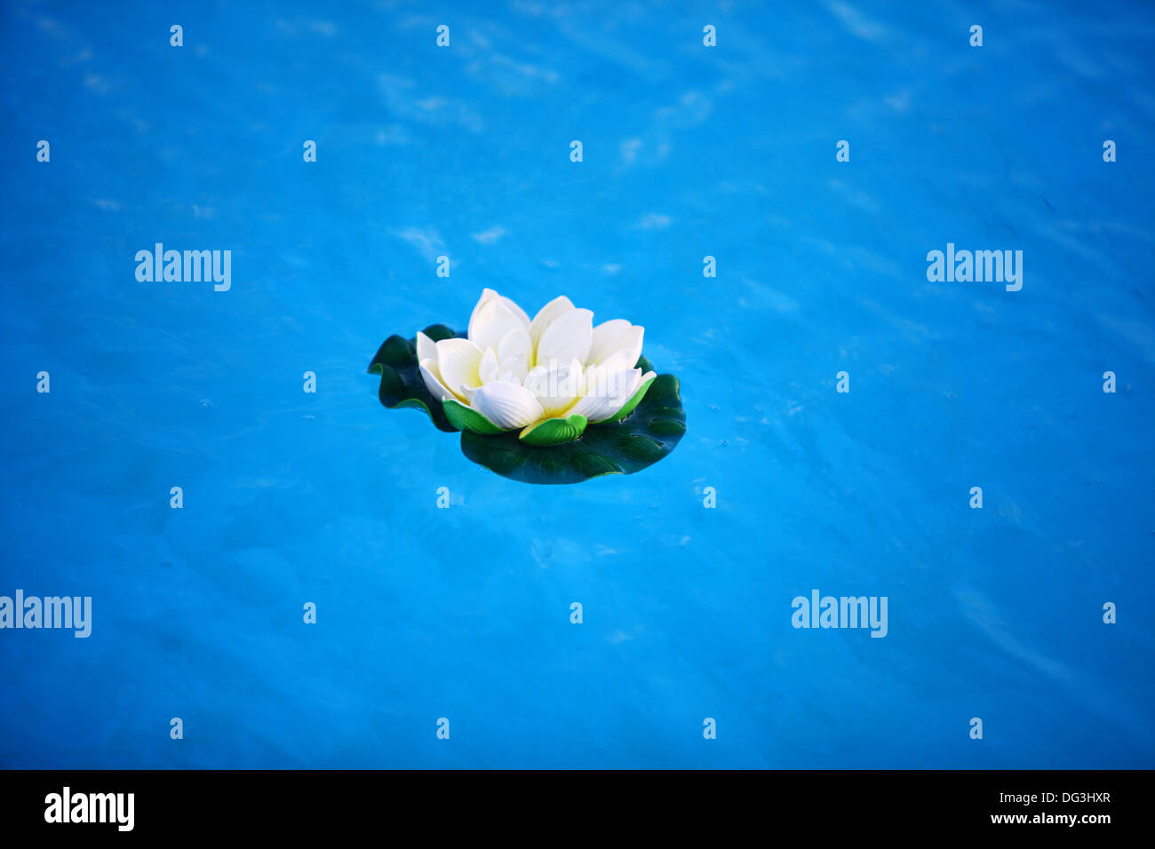 Eine künstliche Seerose auf dem blauen Wasser schwimmt Stockfoto