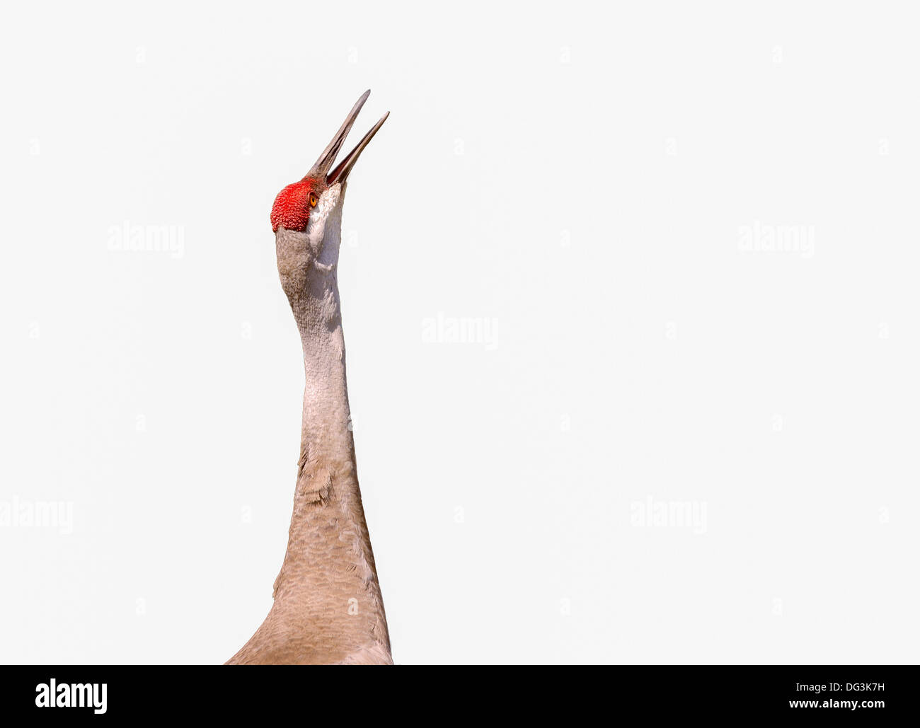 Dieser Sandhill Kran hat seinen Kopf Thrownback und erzeugt einen Trompeten Ton, um andere Sandies zu informieren, die, denen es in der Nähe ist. Stockfoto