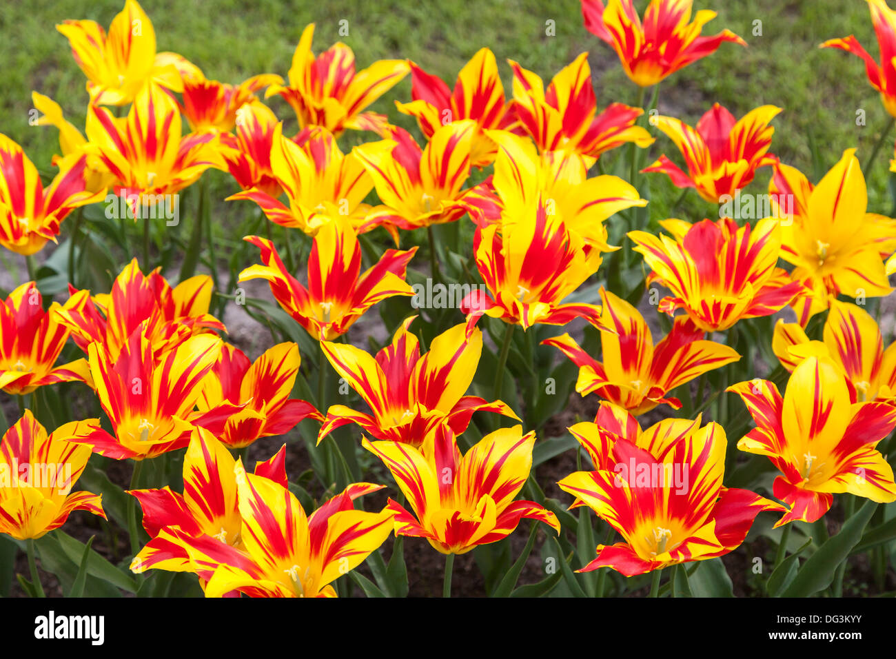 Rot-gelb gestreiften Tulpen, Keukenhof Gärten, Lisse, Niederlande Stockfoto