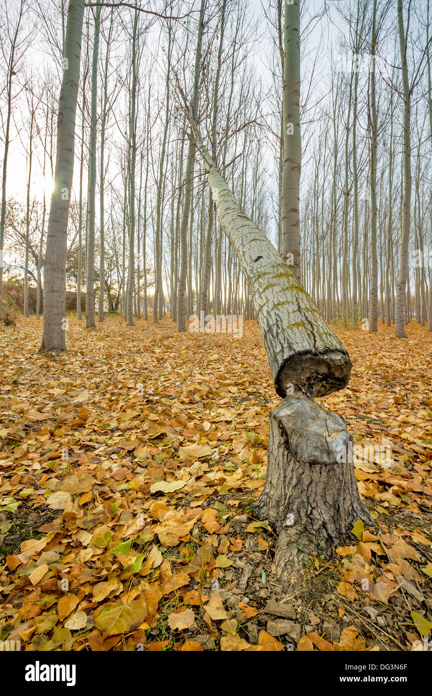 Biber Schaden nahm einen Baum nach unten auf der farm Stockfoto