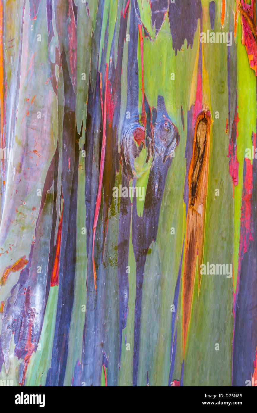 Bunte Regenbogen Gum Eukalyptus Baumrinde in Hawaii Stockfoto