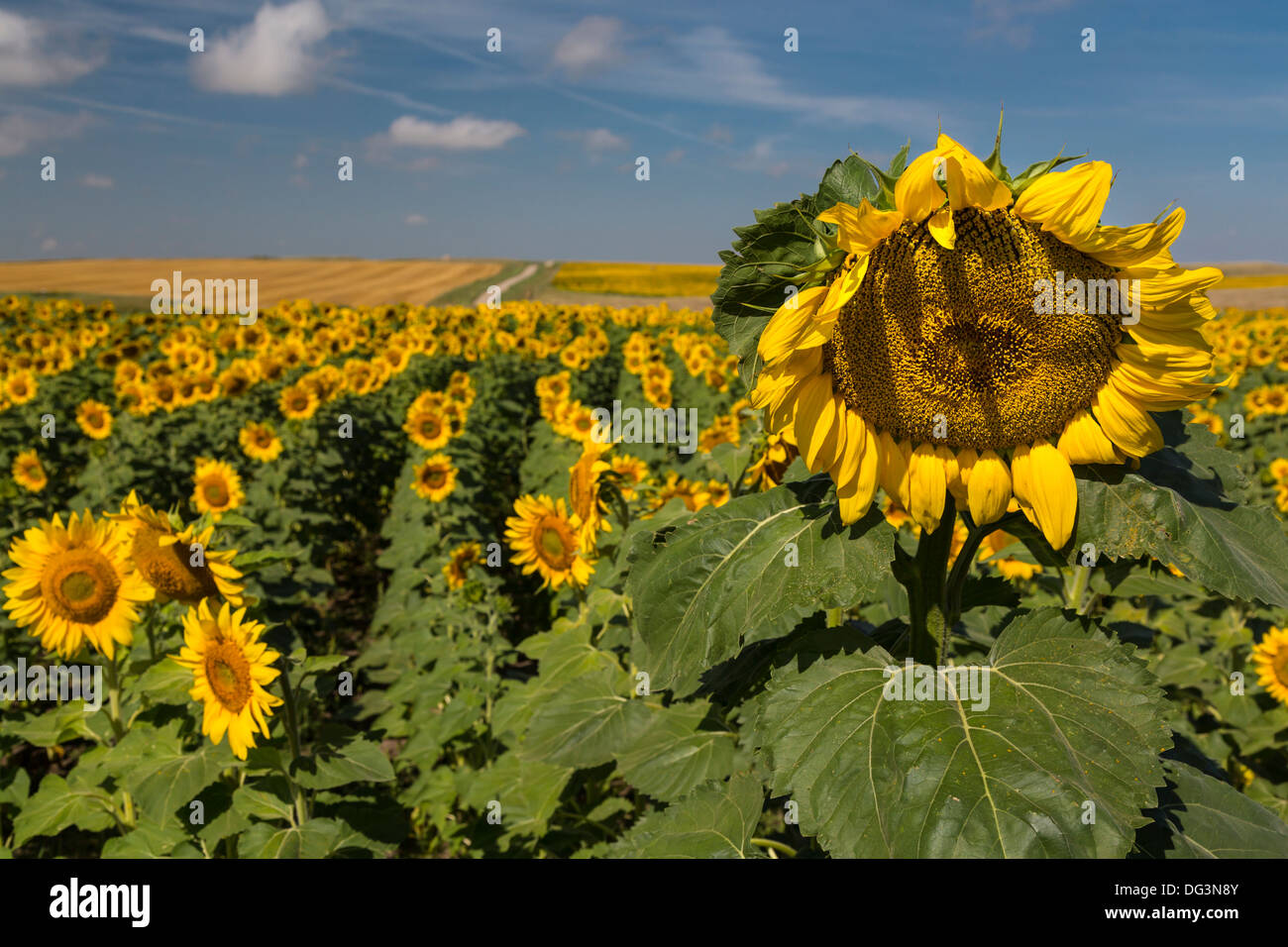 Nahaufnahme von Sonnenblumen auf einem Feld in der Nähe von Linton, North Dakota, USA. Stockfoto