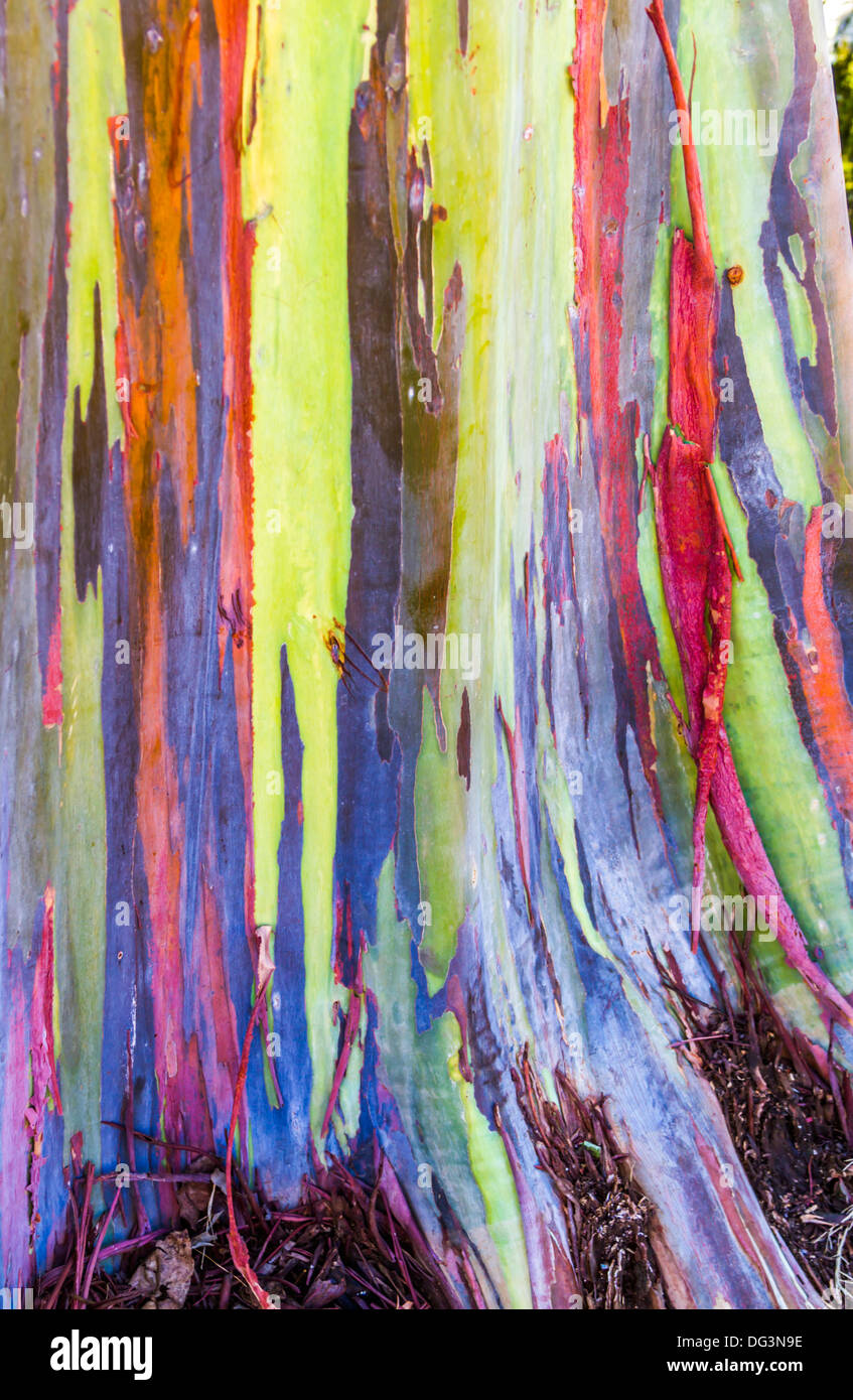 Bunte Regenbogen Gum Eukalyptus Baumrinde in Hawaii Stockfoto