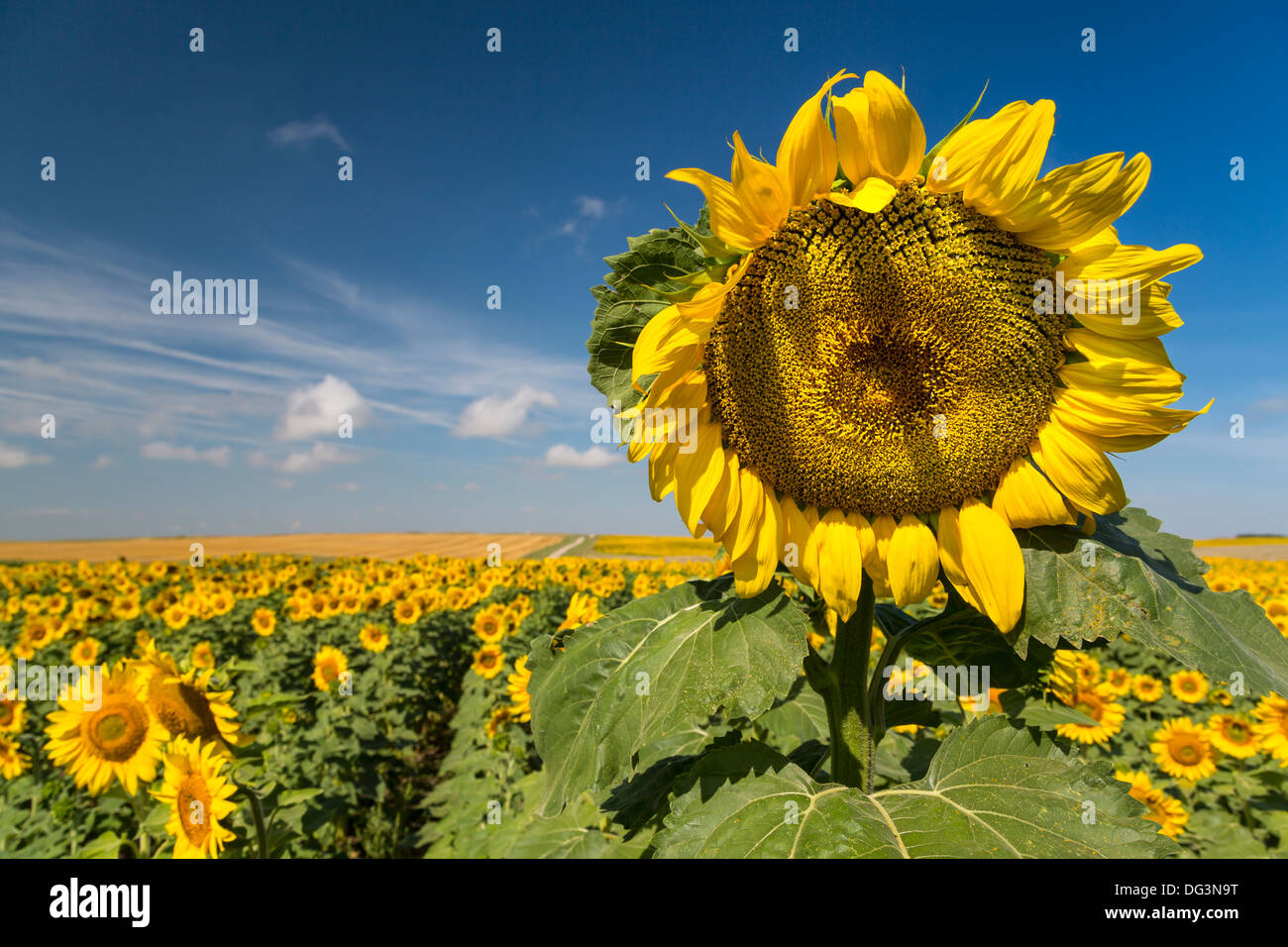 Nahaufnahme von Sonnenblumen auf einem Feld in der Nähe von Linton, North Dakota, USA. Stockfoto