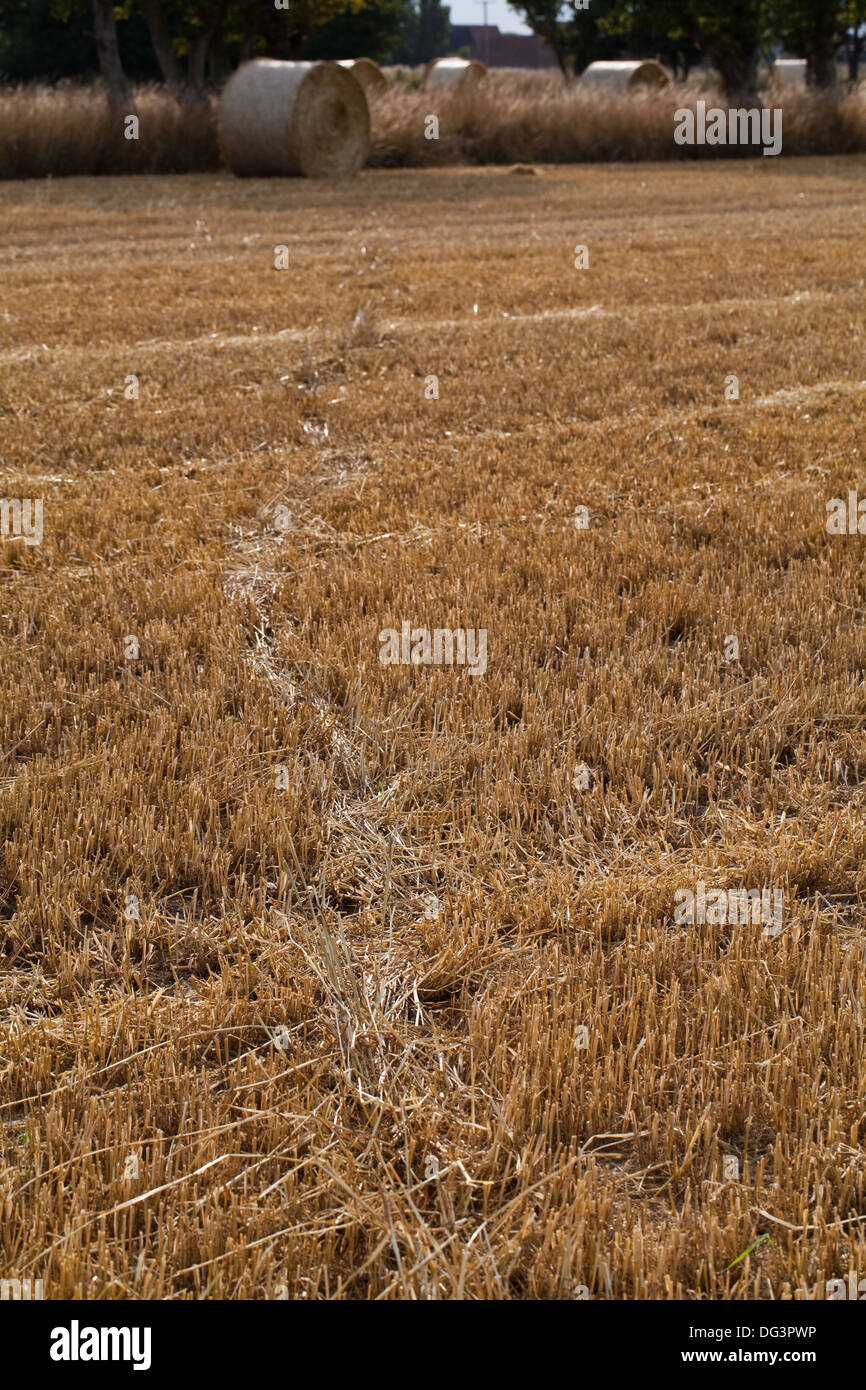 Rothirsch (Cervus Elaphus), regelmäßige Spazierweg durch Halm Getreide nach der Ernte ergab. Beachten Sie die Lage des ausgetretenen Stroh. Stockfoto