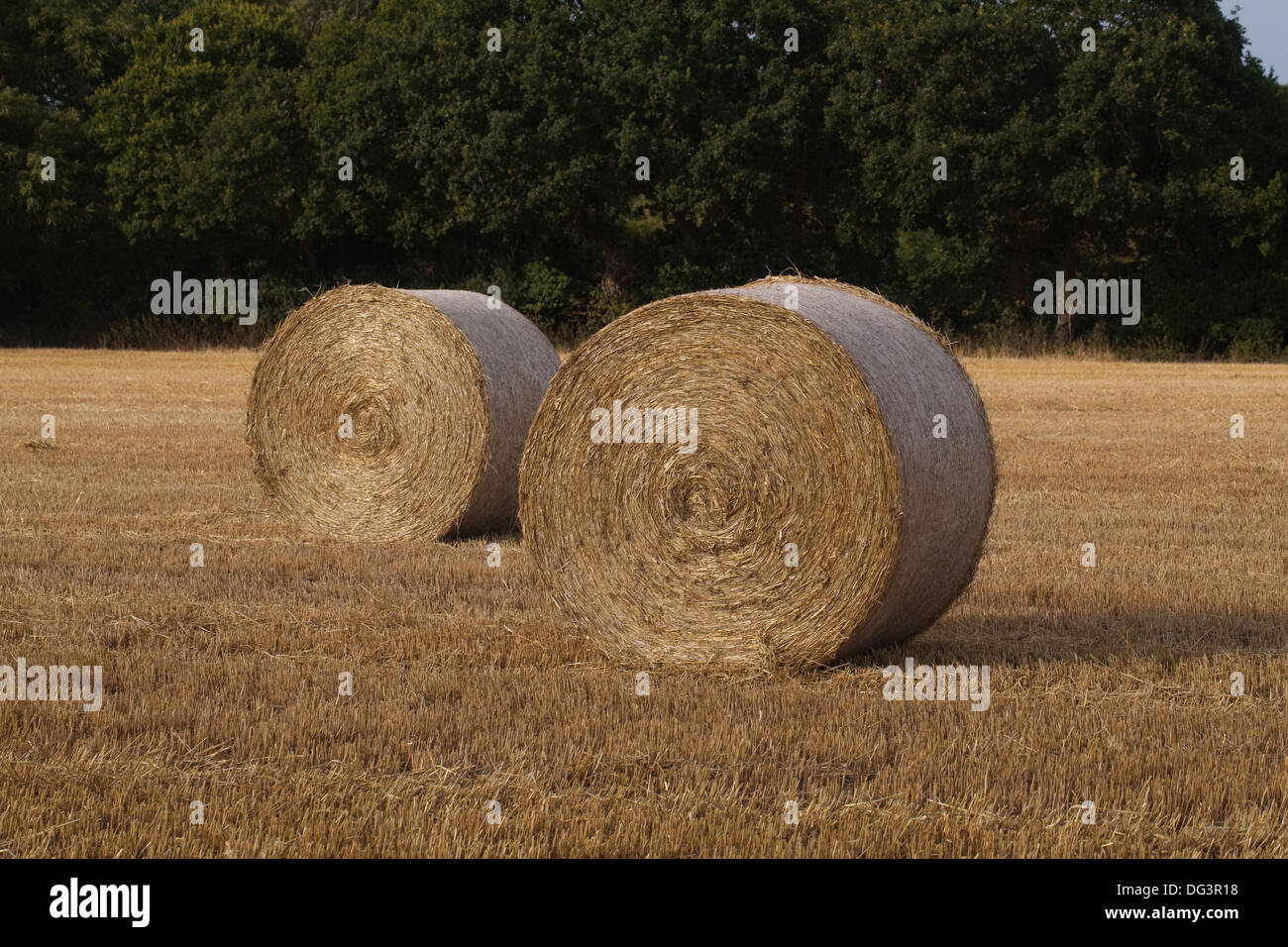 Runde, net gebunden und umwickelte Strohballen, links auf Stoppeln nach der Getreideernte versammelten sich in. Stockfoto