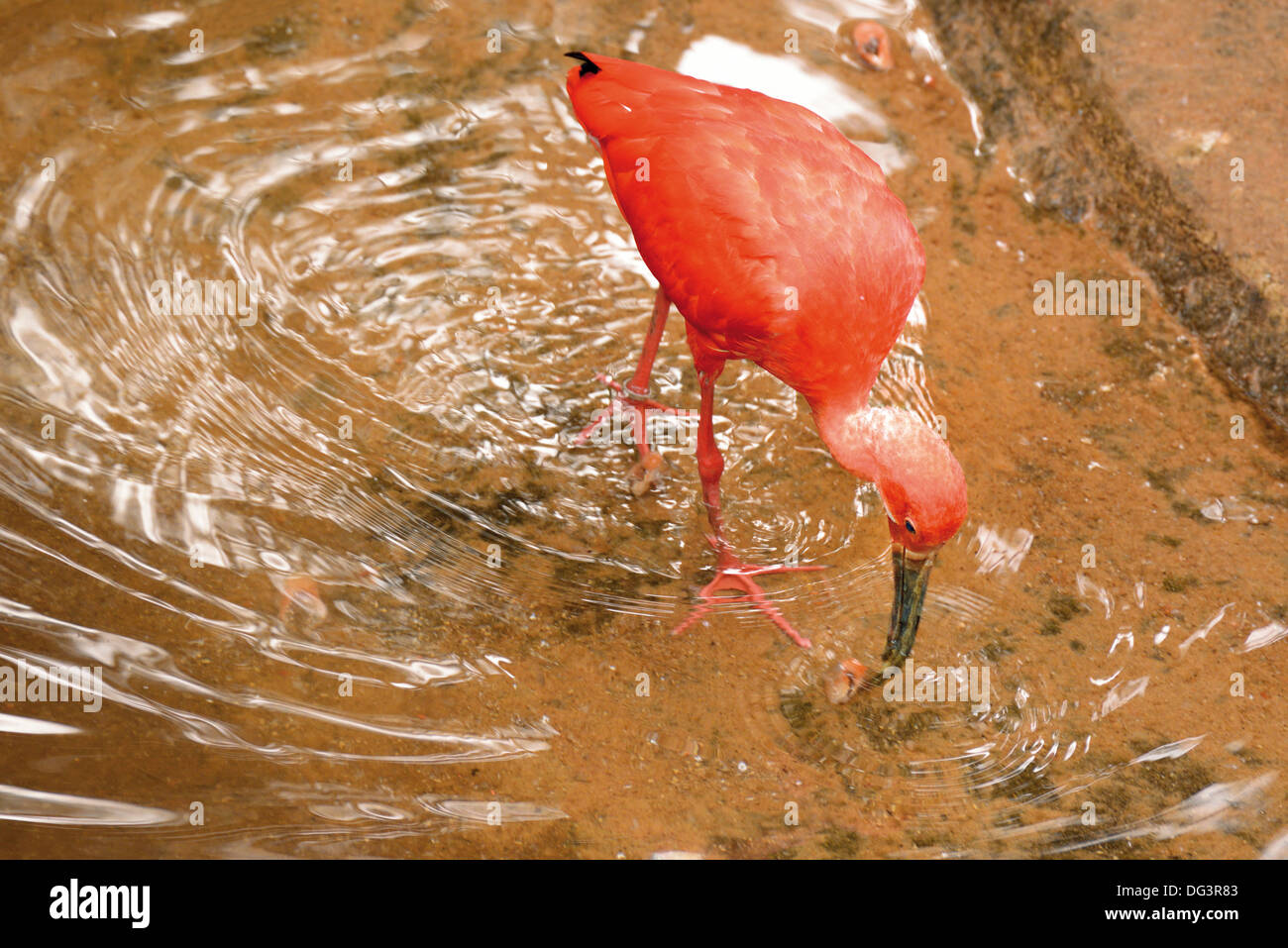 Brasilien, Foz do Iguaçu: Scarlet Ibis (Eudocimus Ruber) in den Flüchtlingslagern Vogelfedern Parque Das Aves Stockfoto