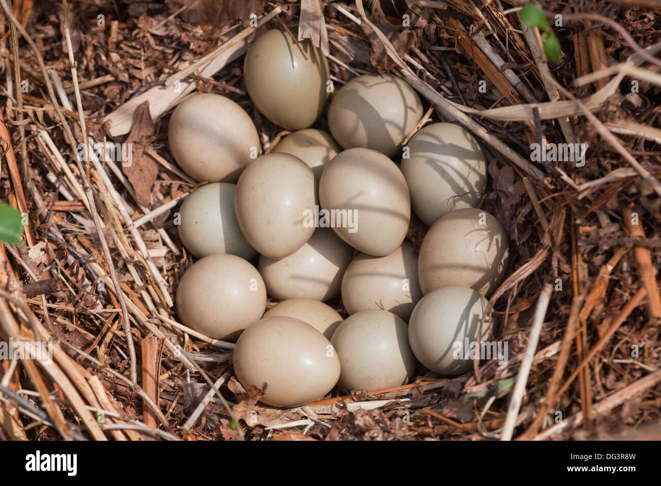 Spiel-Fasan (Phasianus Colchicus). Nest und vierzehn Eiern. Teilweise inkubierten Kupplung. Mai. Norfolk. Stockfoto