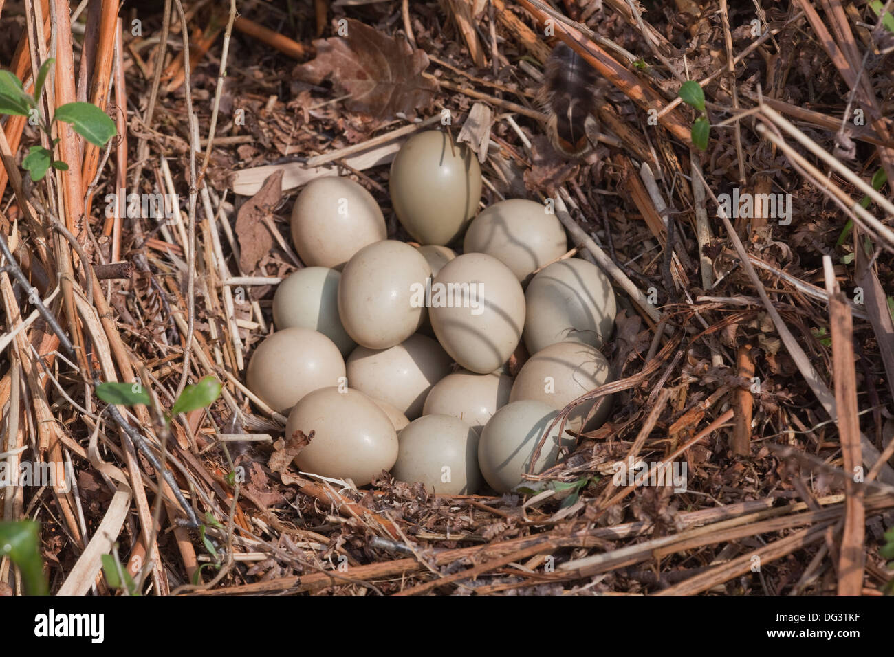 Spiel-Fasan (Phasianus Colchicus). Nest und vierzehn Eiern. Teilweise inkubierten Kupplung. Mai. Norfolk. Stockfoto