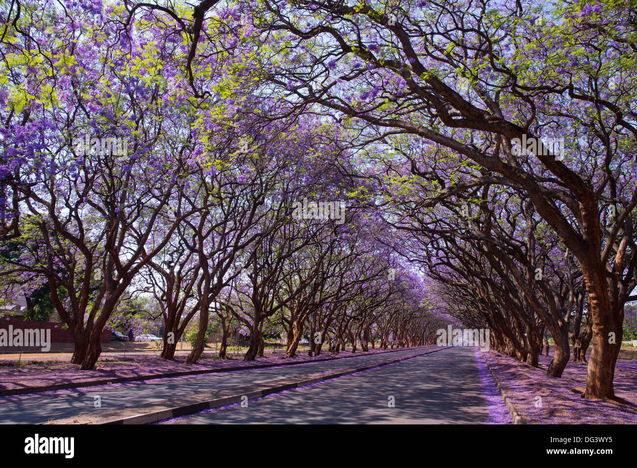 Blühende Jacaranda-Bäume säumen Milton Avenue, Harare, Simbabwe Stockfoto