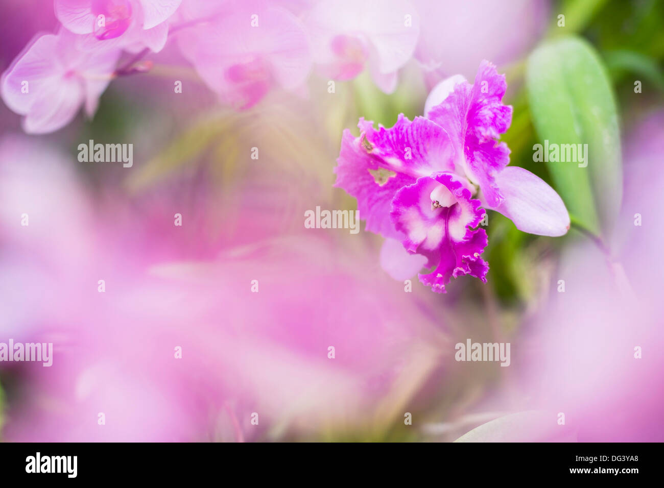 Orchideen im Orchideenhaus, Kandy Royal Botanical Gardens, Peradeniya, Kandy, Sri Lanka, Asien Stockfoto