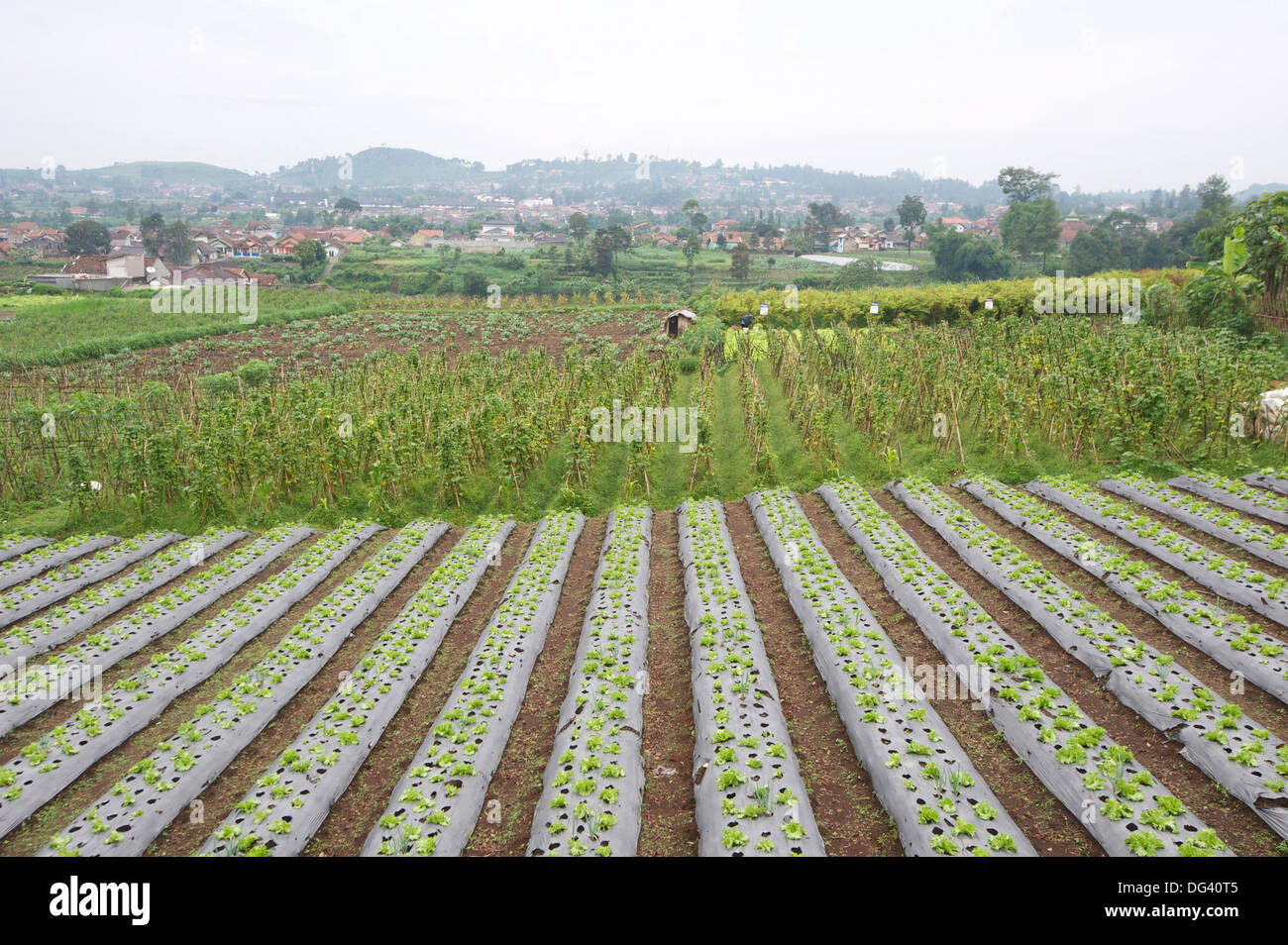 Gepflegten Gemüsegarten, Lembang, Bandung Bezirk, Java, Indonesien, Südostasien, Asien Stockfoto