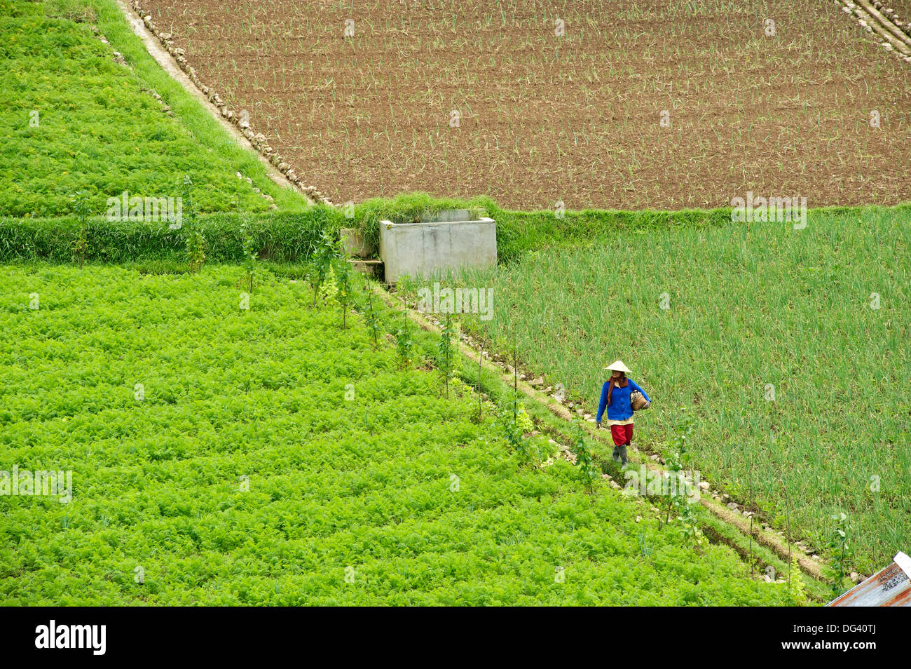 Landwirt Vermessung seiner Kleinfarm entlang Bewässerung Grat in den Hügeln von Java, Surakarta Bezirk, Java, Indonesien Stockfoto