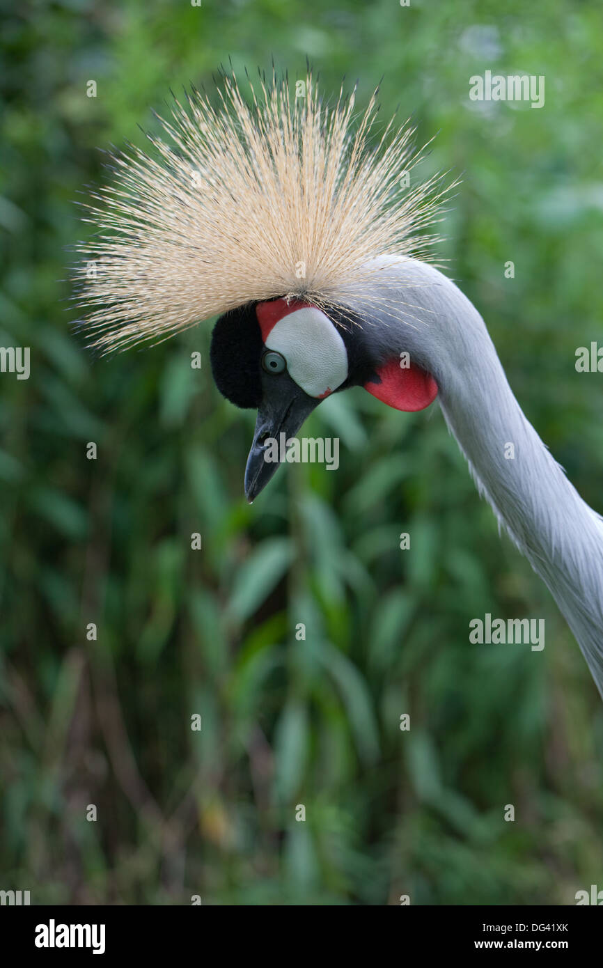 Afrikanische Grau gekrönter Kran (Balearica Regulorum Gibbericeps). Männlichen Erwachsenen. Porträt. Stockfoto