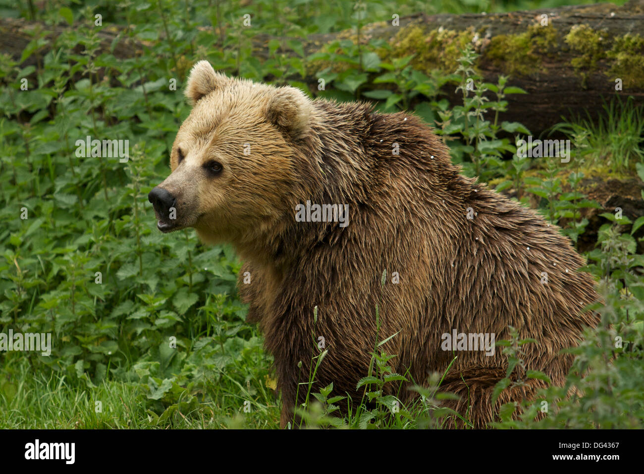 Eine eurasische Braunbären (Ursus Arctos Arctos) Stockfoto
