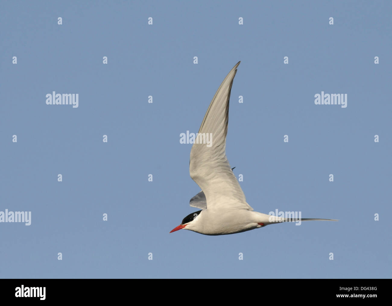 Küstenseeschwalbe Sterna paradisaea Stockfoto