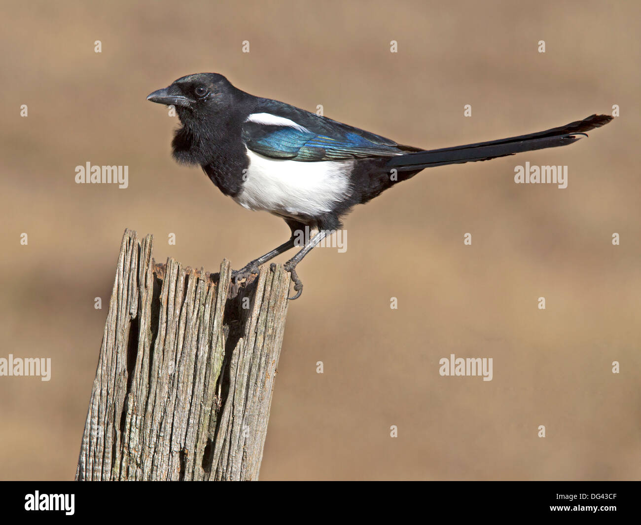 Europäische Elster gehockt Zaunpfosten Stockfoto