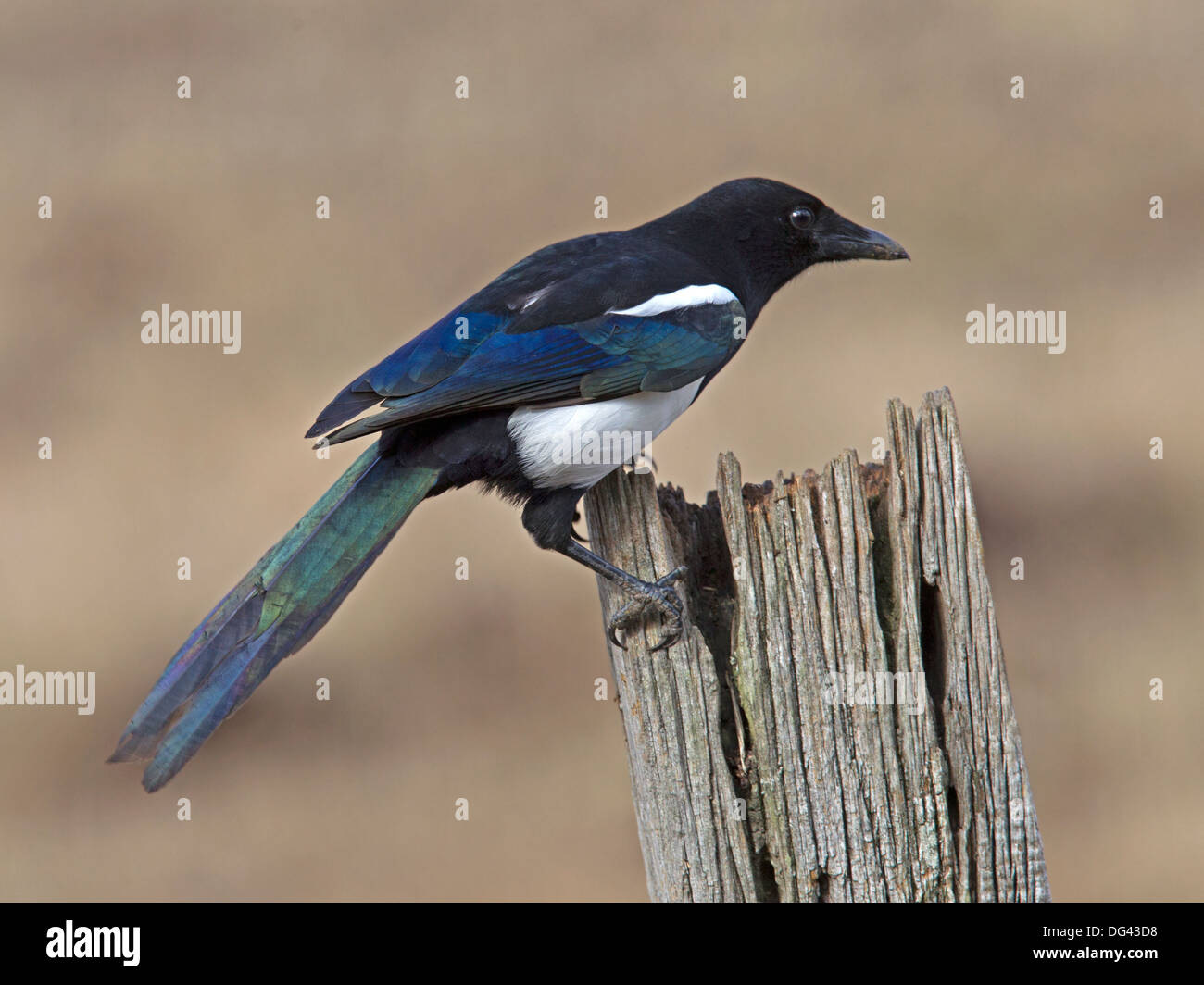 Europäische Elster gehockt Zaunpfosten Stockfoto