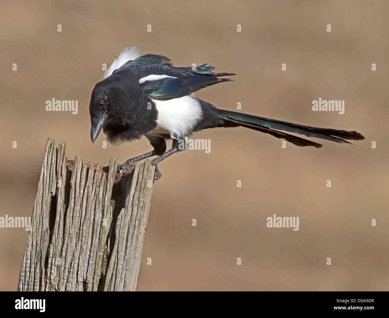Europäische Elster gehockt Zaunpfosten mit Flügeln angehoben Stockfoto