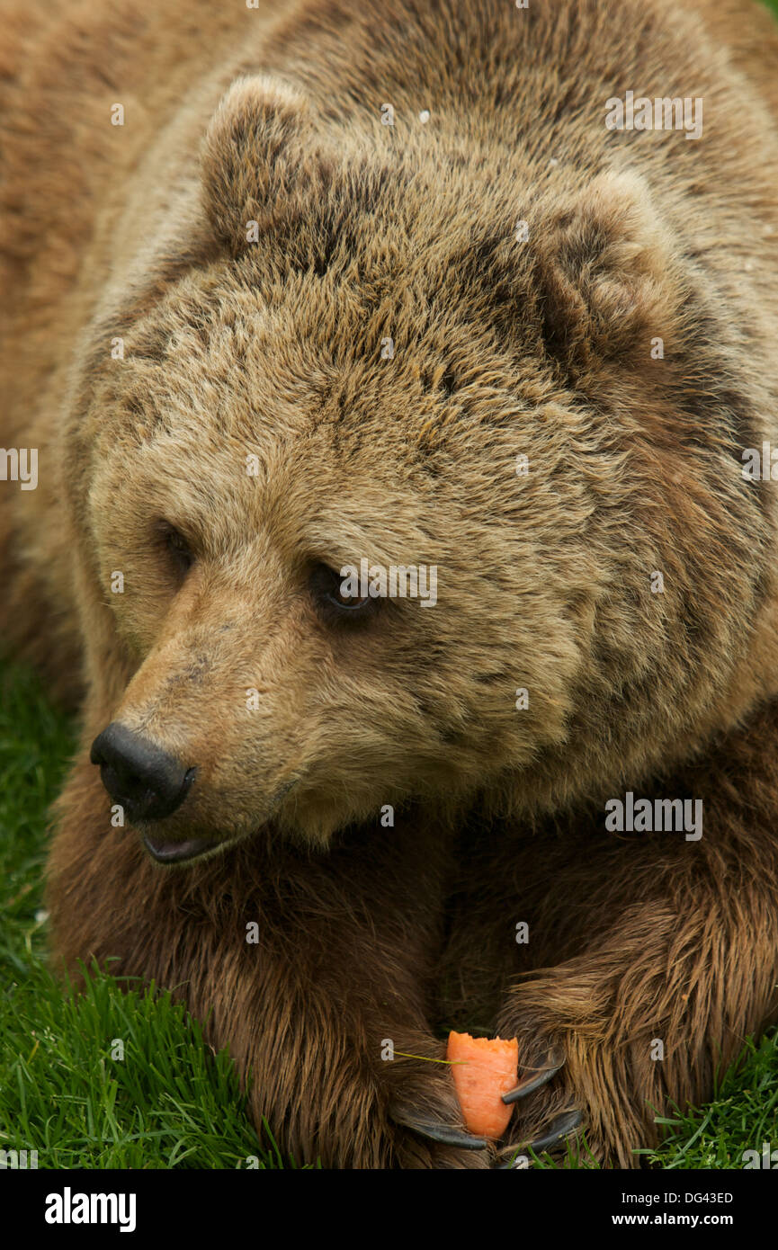 Eine eurasische Braunbären (Ursus Arctos Arctos) eine Karotte zu essen. Stockfoto