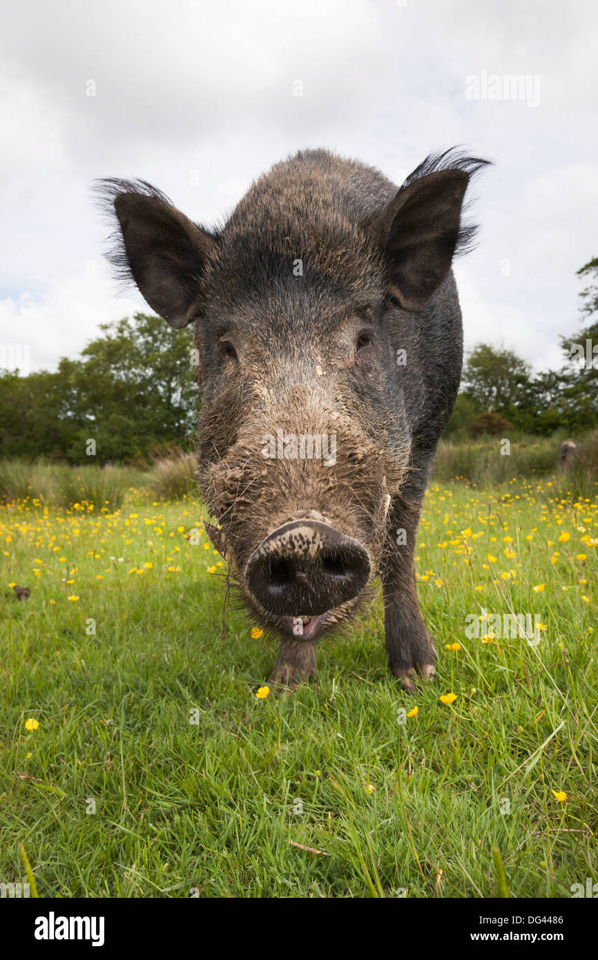 Wildschwein (Sus Scrofa), Gefangenschaft, Vereinigtes Königreich, Europa Stockfoto