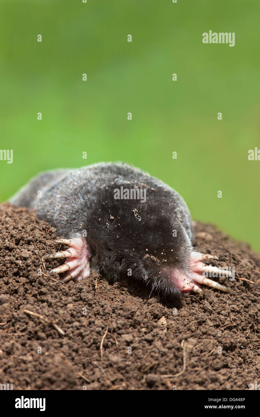 Europäischer Maulwurf (Talpa Europea), kontrolliert, Vereinigtes Königreich, Europa Stockfoto