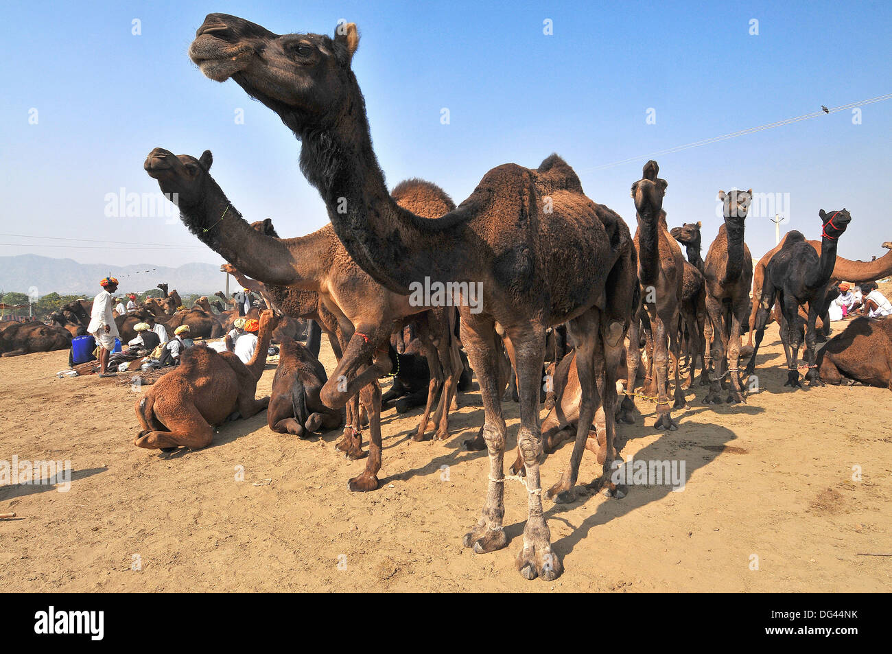 Kamel Messe in Pushkar, Rajasthan, Indien, Asien Stockfoto
