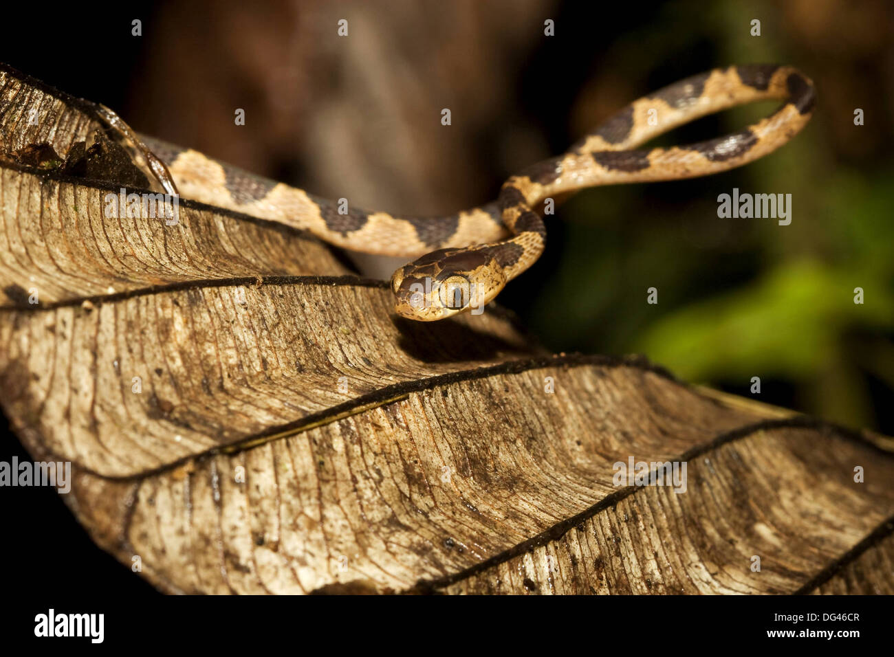 Colubrid Schlange, Familie Colubridae, Futtersuche bei Nacht fotografiert in Panama Stockfoto