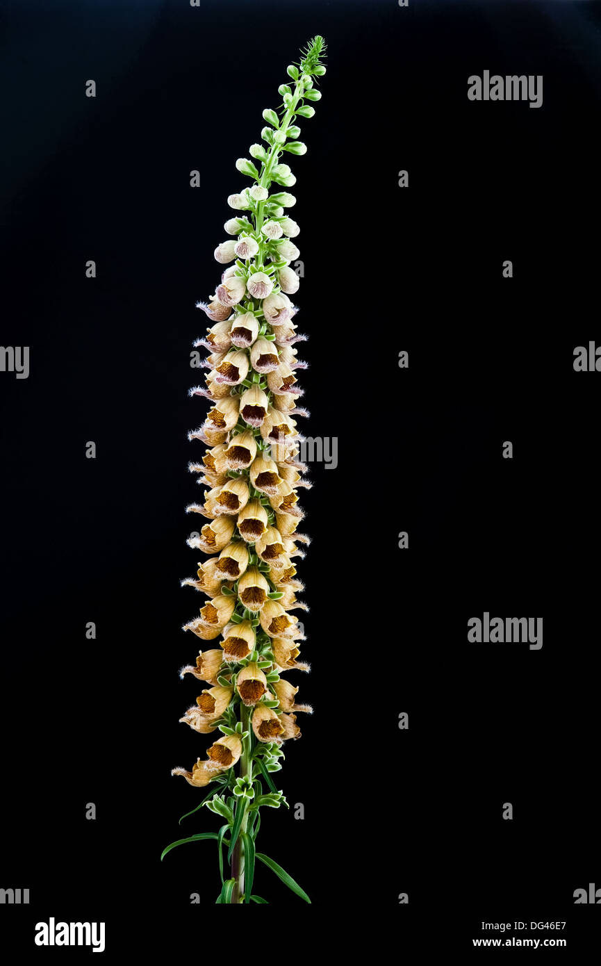 Rostige Fingerhut (Digitalis Ferruginea) AGM Blume spike s Garten Adel Leeds West Yorkshire England UK Europe Stockfoto