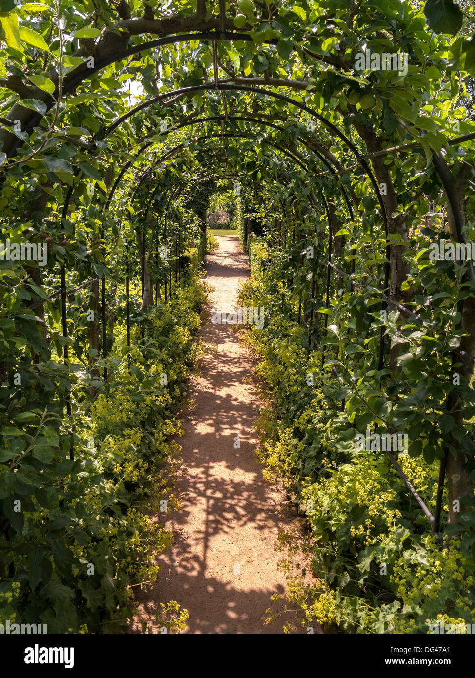 Apfelbäume geschult über gewölbten Pergola Tunnel bei Barnsdale Gärten, Oakham, Rutland, England, UK Stockfoto