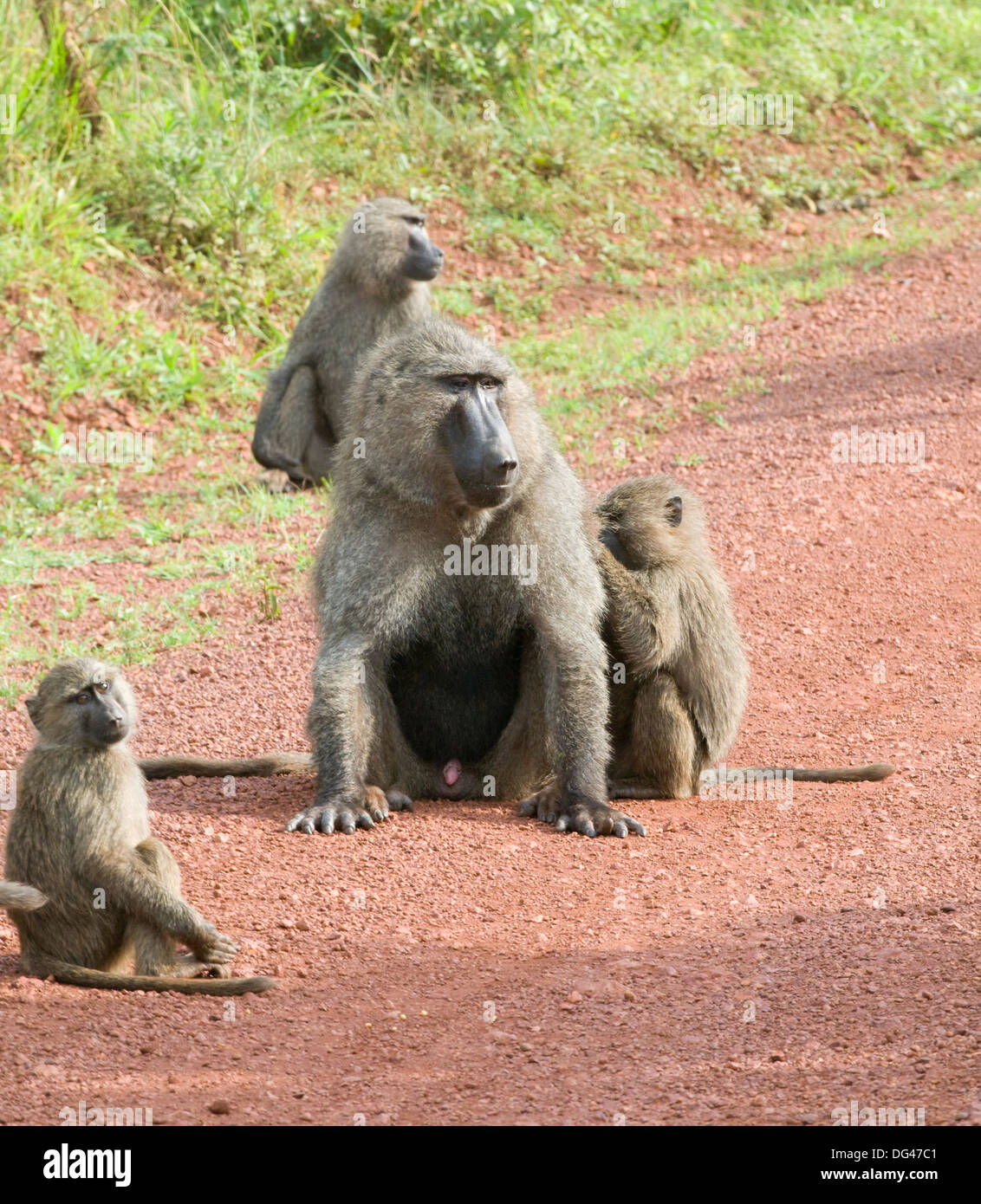 Junge Olivenbäume Anubis Pavian Pflege das alpha-Männchen Papio Anubis Cercopithecinae Akagera National Game Park Ruanda Zentralafrika Stockfoto