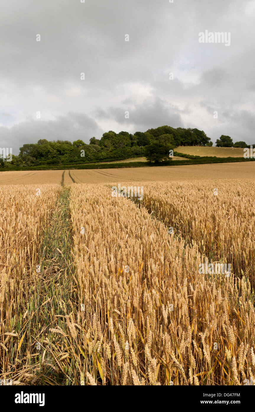 Feld der Weizen reif für die Ernte wächst in Süd-Wales Stockfoto