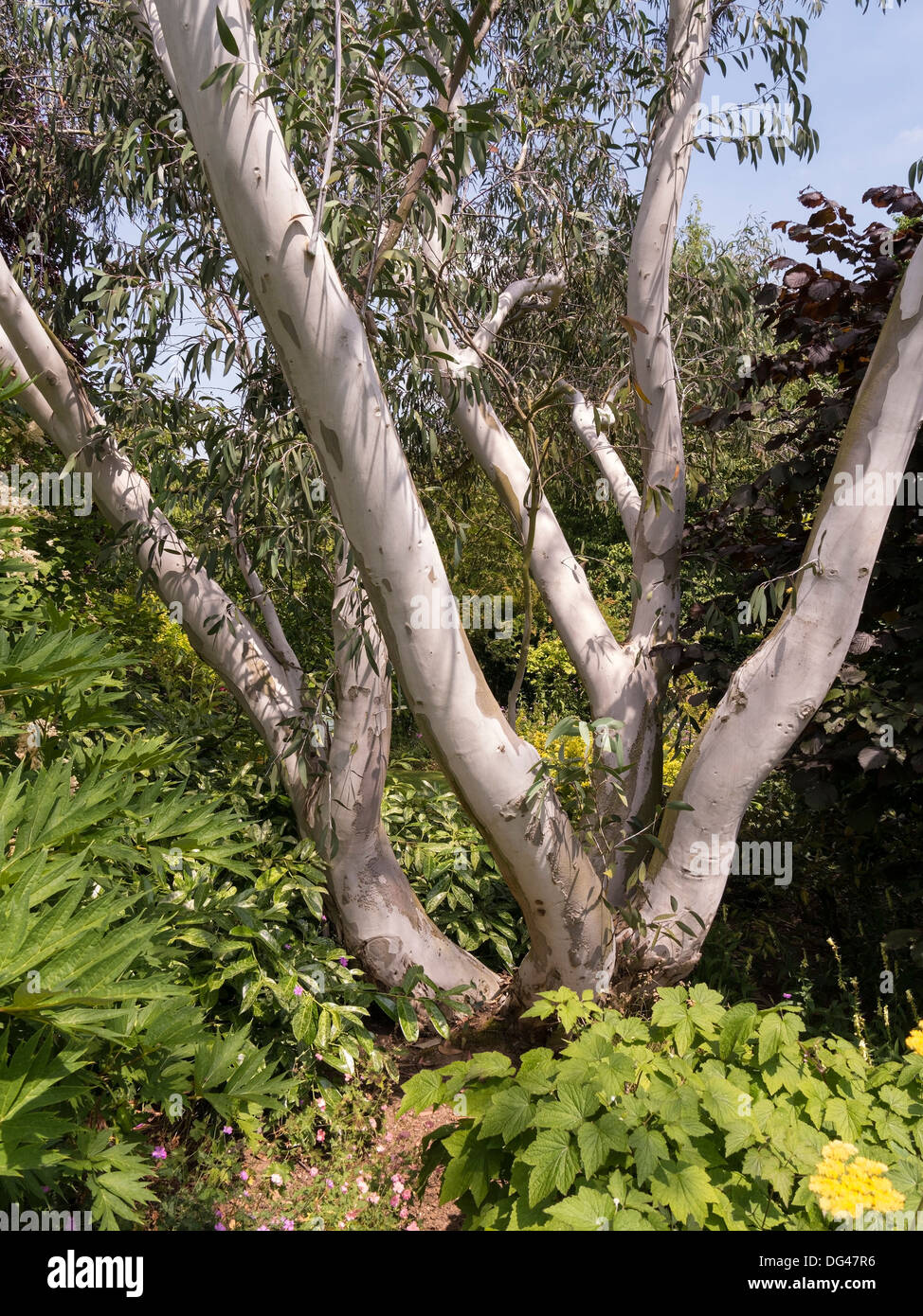 Weiße Rinde und Stämme von Eucalyptus pauciflora Niphophila-Bäumen, die in Barnsdale Gardens, Rutland, England, Großbritannien wachsen Stockfoto