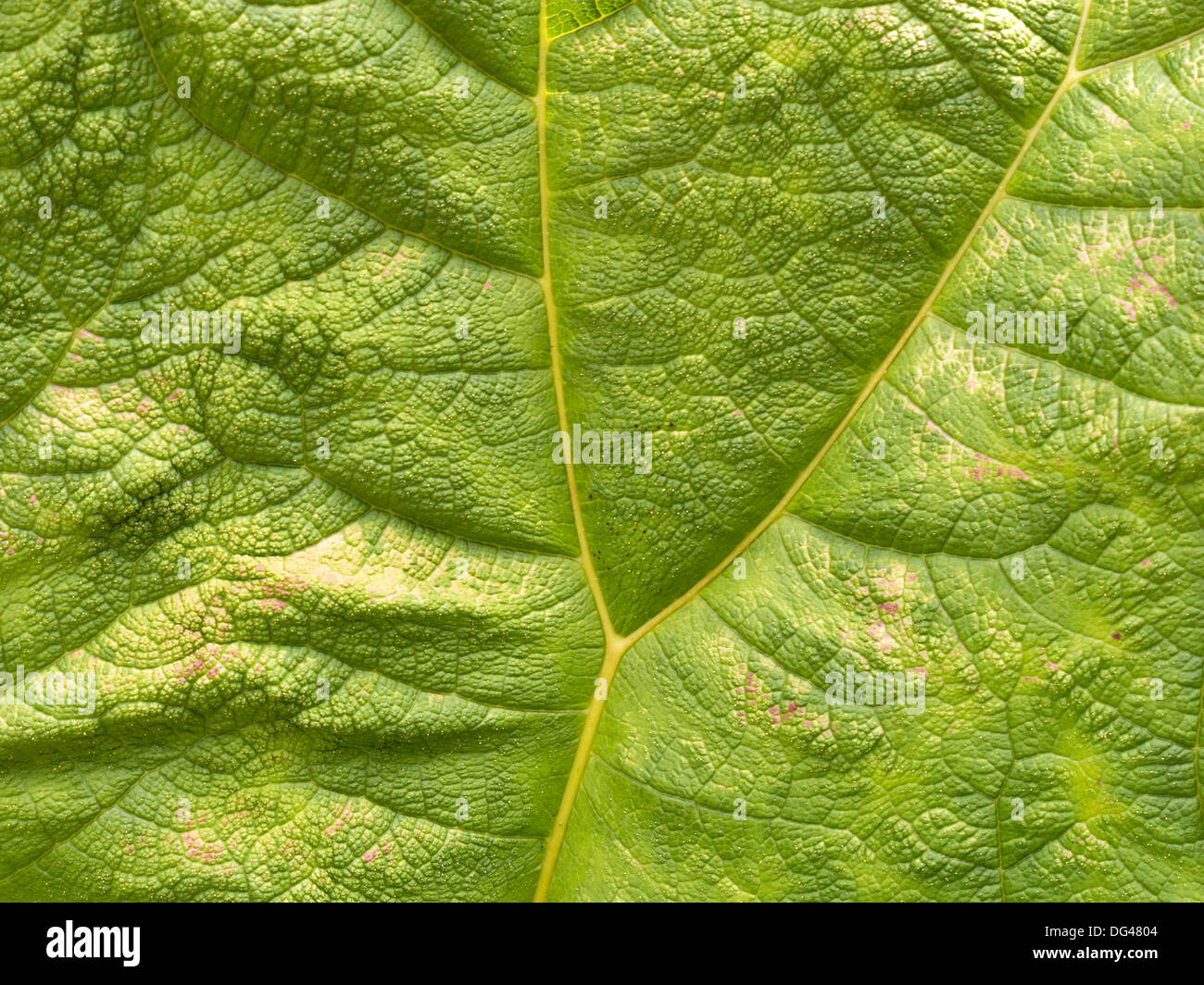 Nahaufnahme des grünen Riesen Rhabarber (Gunnera Manicata) Pflanzenblattes zeigt Y förmige Vene. Stockfoto