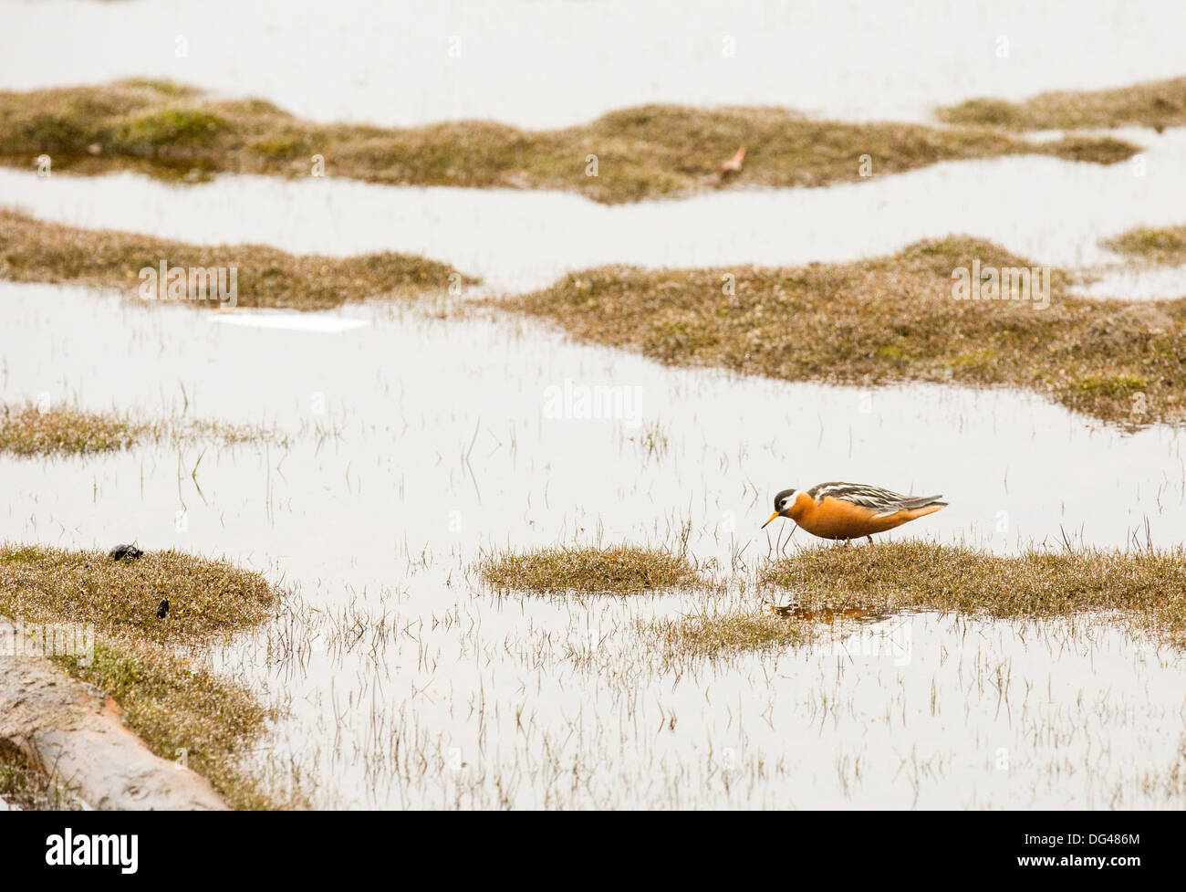 Rot-Wassertreter (Phalaropus Fulicarius) in einem Pool in Longyearbyen, Svalbard. Stockfoto