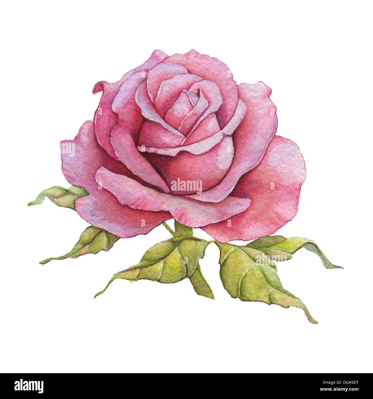 Rose watercolour -Fotos und -Bildmaterial in hoher Auflösung – Alamy