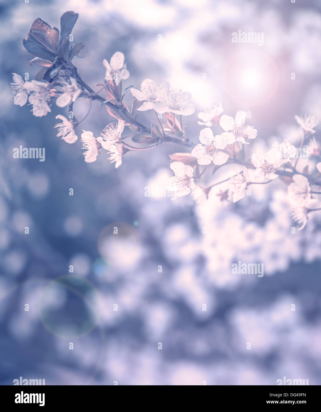 Foto von schönen Kirschbaum Blüte, abstrakte natürlichen Hintergrund, Grunge blau Foto, Kunst, Frühling Stockfoto