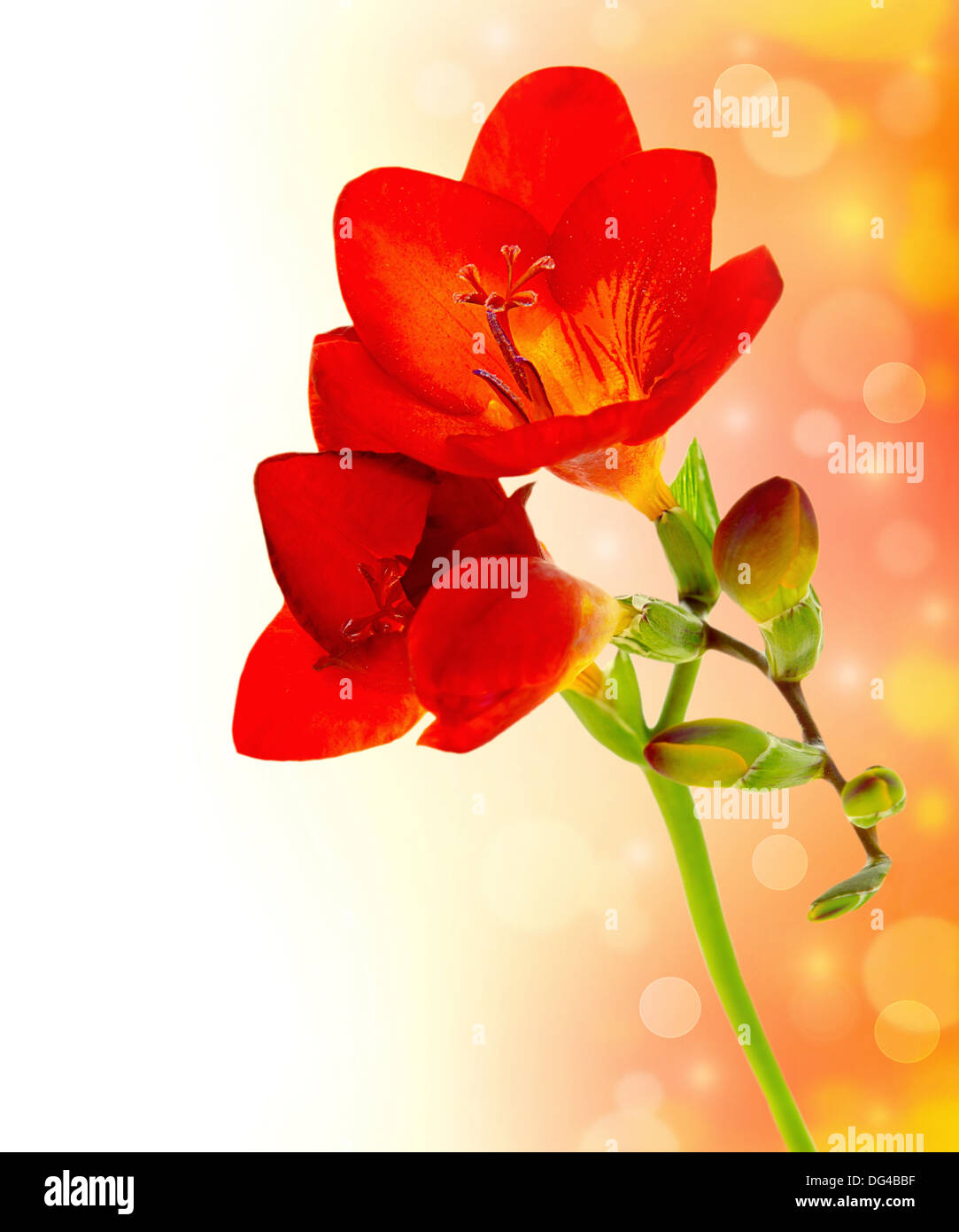 Frischen Frühlingsblumen über rot gelb Bokeh Hintergrund mit Text-Raum Stockfoto