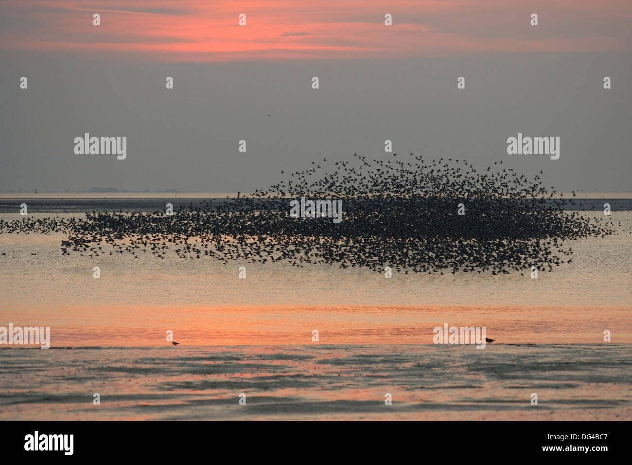 Wader Flock - waschen, Norfolk Stockfoto