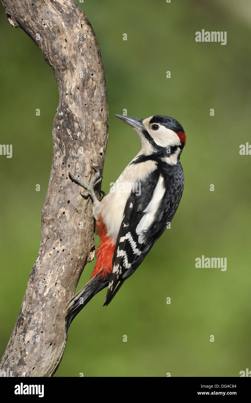Großen Spotted Woodpecker Dendrocopus großen Stockfoto