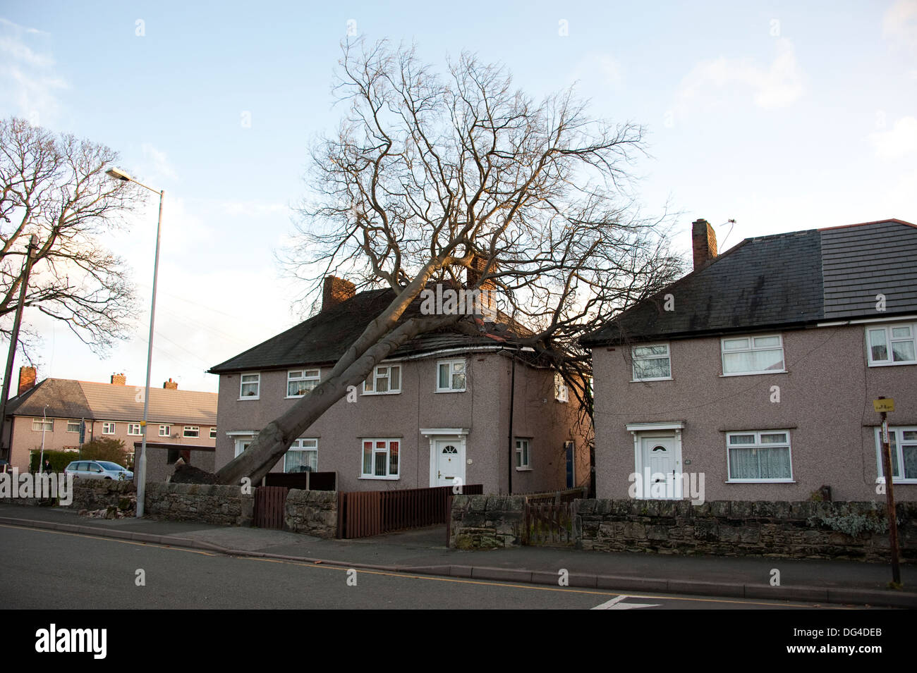 Riesige große Baum gefallen stürzte auf Haus im Sturm Dach schwer beschädigt Stockfoto