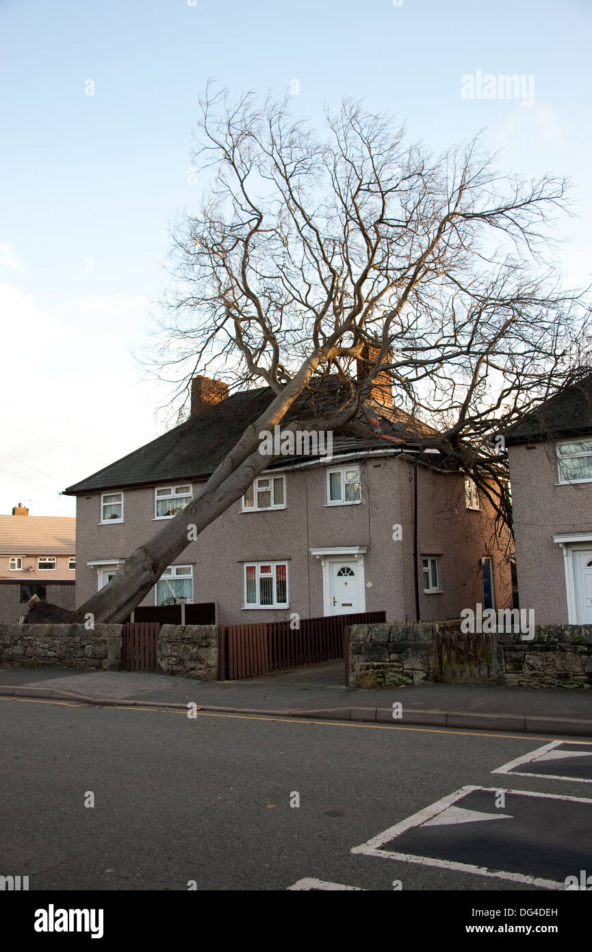 Riesige große Baum gefallen stürzte auf Haus im Sturm Dach schwer beschädigt Stockfoto